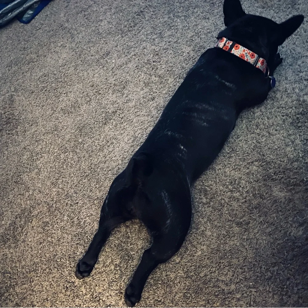 🐾Meet Ella! 🐾 NOT FOR SALE, EVER! - Picture 10 of 16